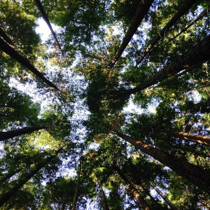 Alpine wilderness landscape